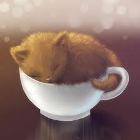 Мартовское_неко