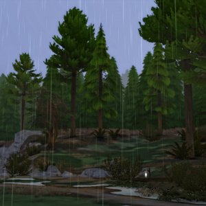 Дождь в лесу