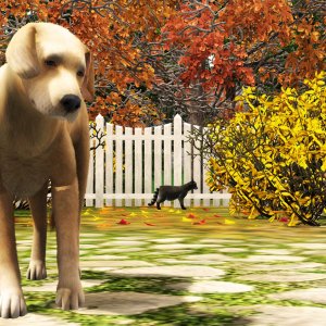 Собака и Енот 03