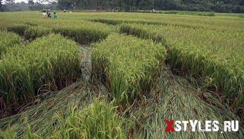 indonesia-crop-circles-2011.jpg