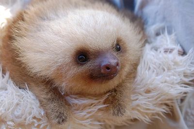 cutest_sloths_10.jpg