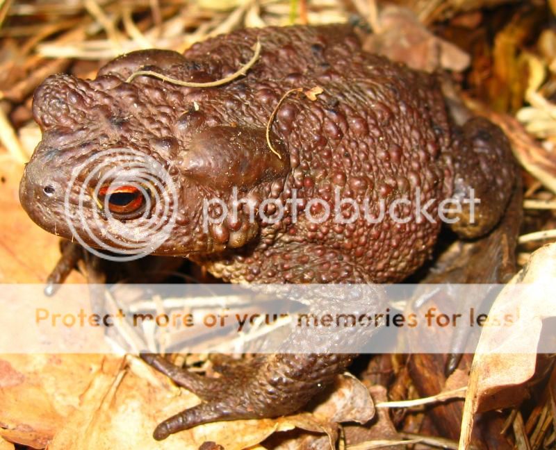 Common_Toad_Bufo_bufo.jpg